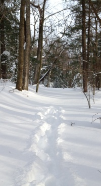 Footsteps end on path through the woods