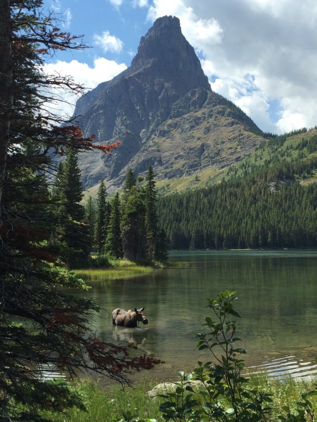 Moose at Swiftcurrent Lake Glacier National Park
